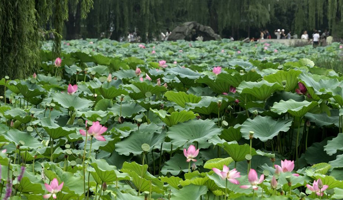 北京圆明园：映日荷花别样红