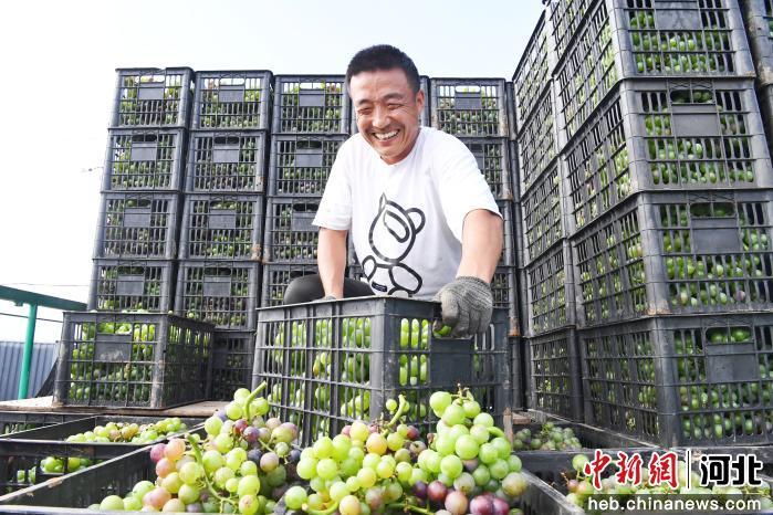 河北成安：小葡萄串起乡村振兴“甜蜜产业”