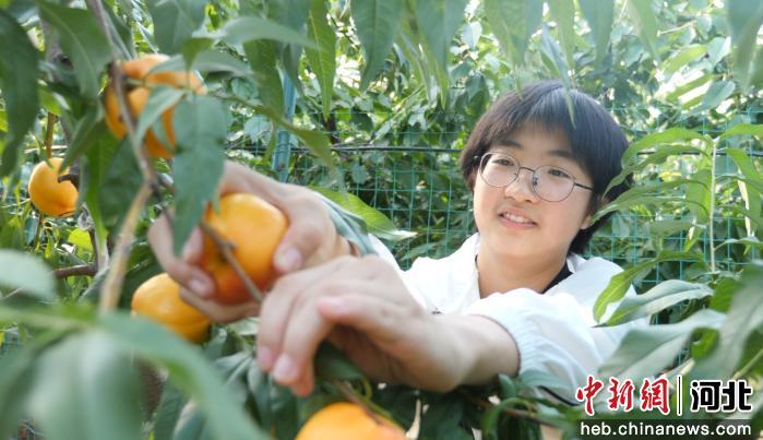 河北兴隆：深耕特色林果产业 激活乡村共富经济新动能