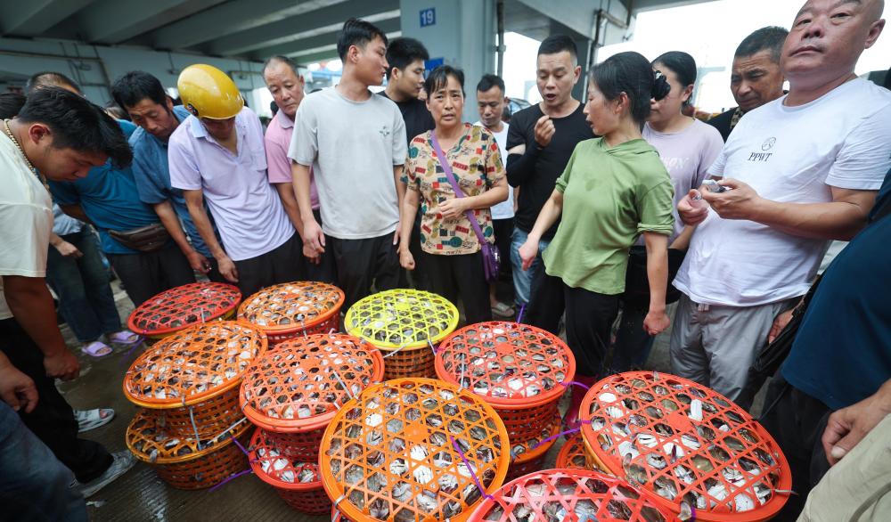 浙江舟山：东海开渔首批梭子蟹回港