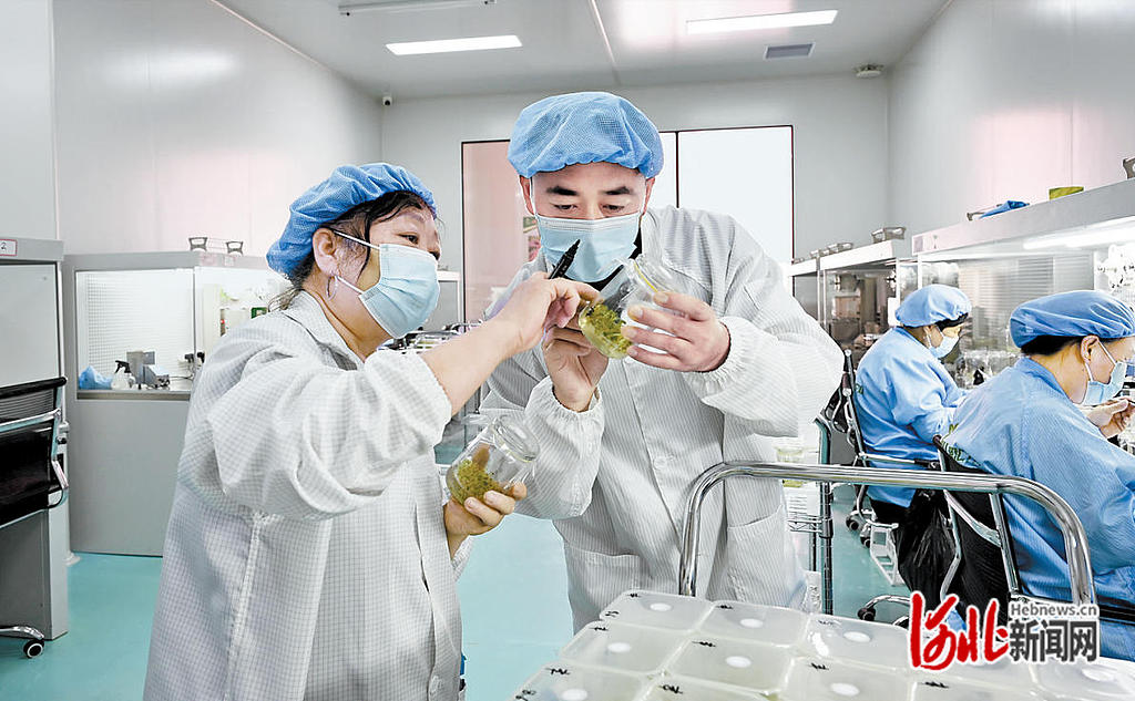 德胜村引来大企业 微型薯闯出大市场