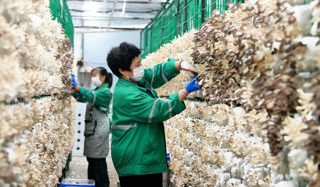 “南菇北种”促增收