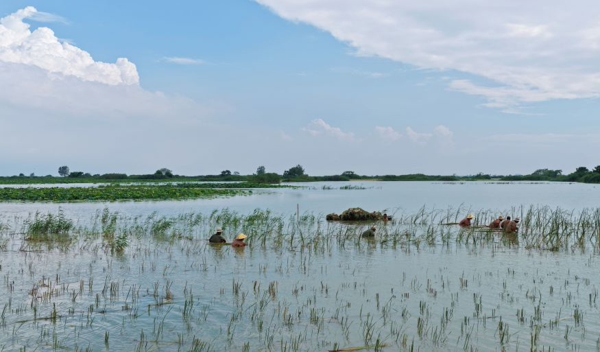 江苏泗洪：洪泽湖湿地生态美
