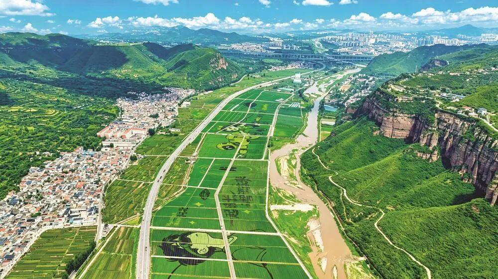 冲！邯郸1800亩景观稻田画迎来最佳观赏期