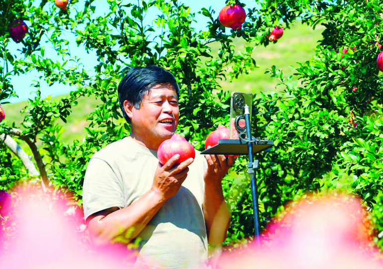 石家庄市元氏县：​太行山里石榴红