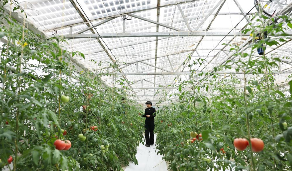 活力中国调研行丨宁夏红寺堡：智能光伏大棚助力绿色兴农