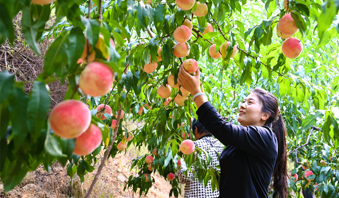 影像河北丨燕赵沃野，丰收画卷