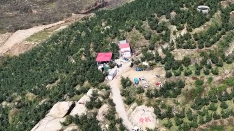 石家庄行唐：中华寿桃挂满枝 特色林果助增收