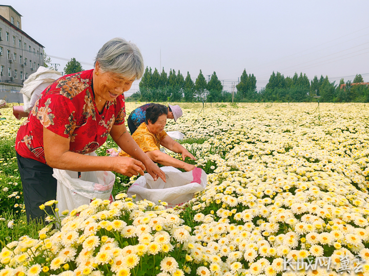 平乡小菊花拓宽乡村振兴致富路