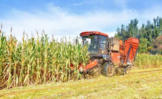 定州85万亩玉米喜获丰收