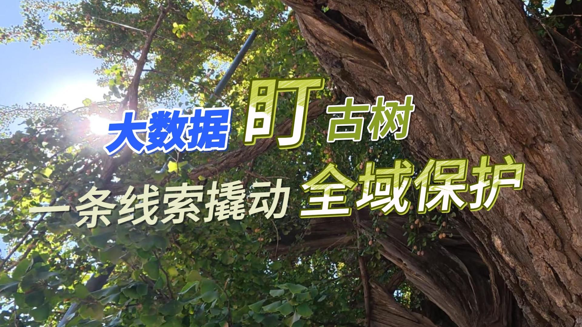 秦皇岛：大数据“盯”古树，一条线索撬动全域保护