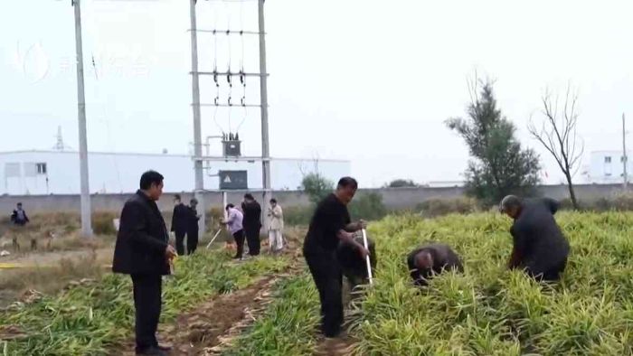 衡水：特色作物喜丰收 冬麦秋播稳推进